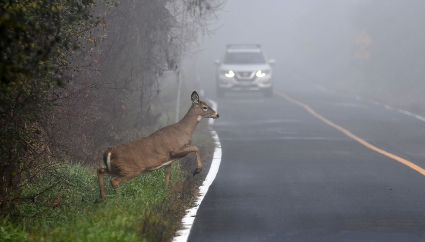 Deer jutting out into the road in front of car