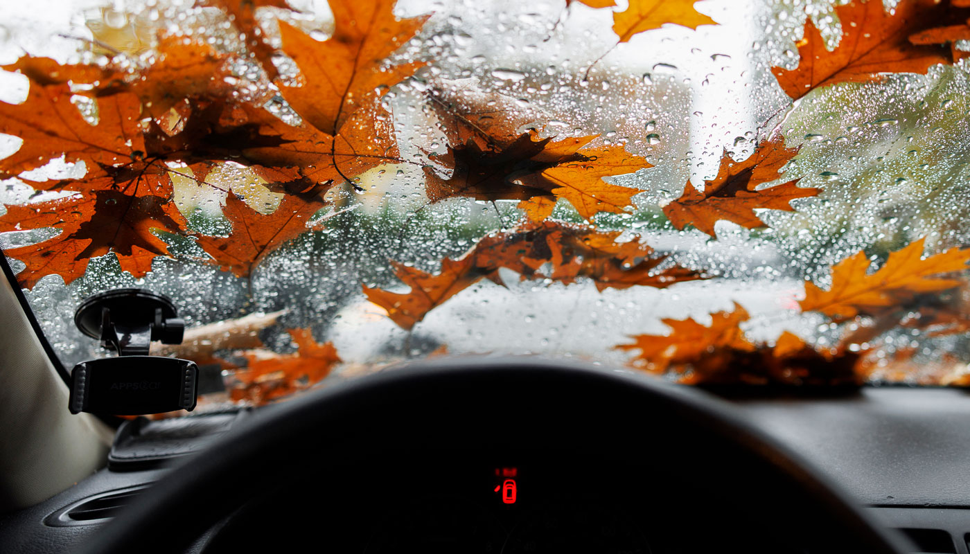 Fall leaves on the windshield of a car