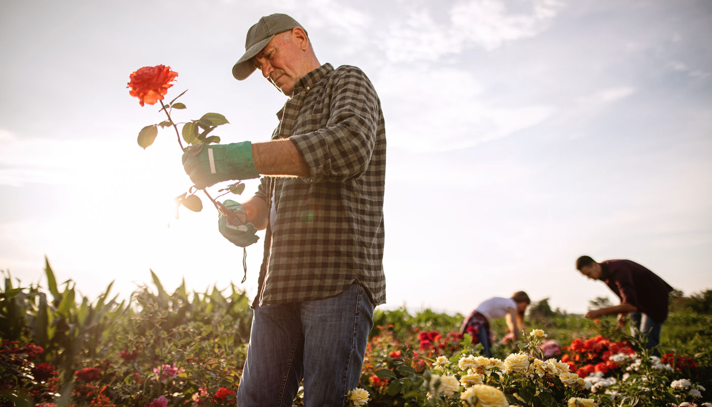 6-Homesteading-GettyImages-1162599624.jpg Man pruning flowers in a flower garden