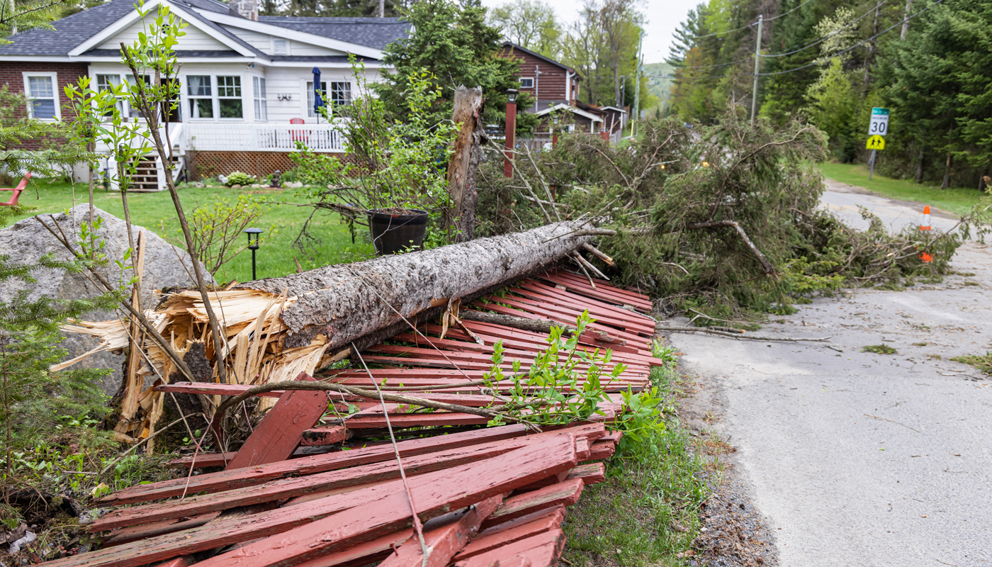 Tree damage post storm and high wind