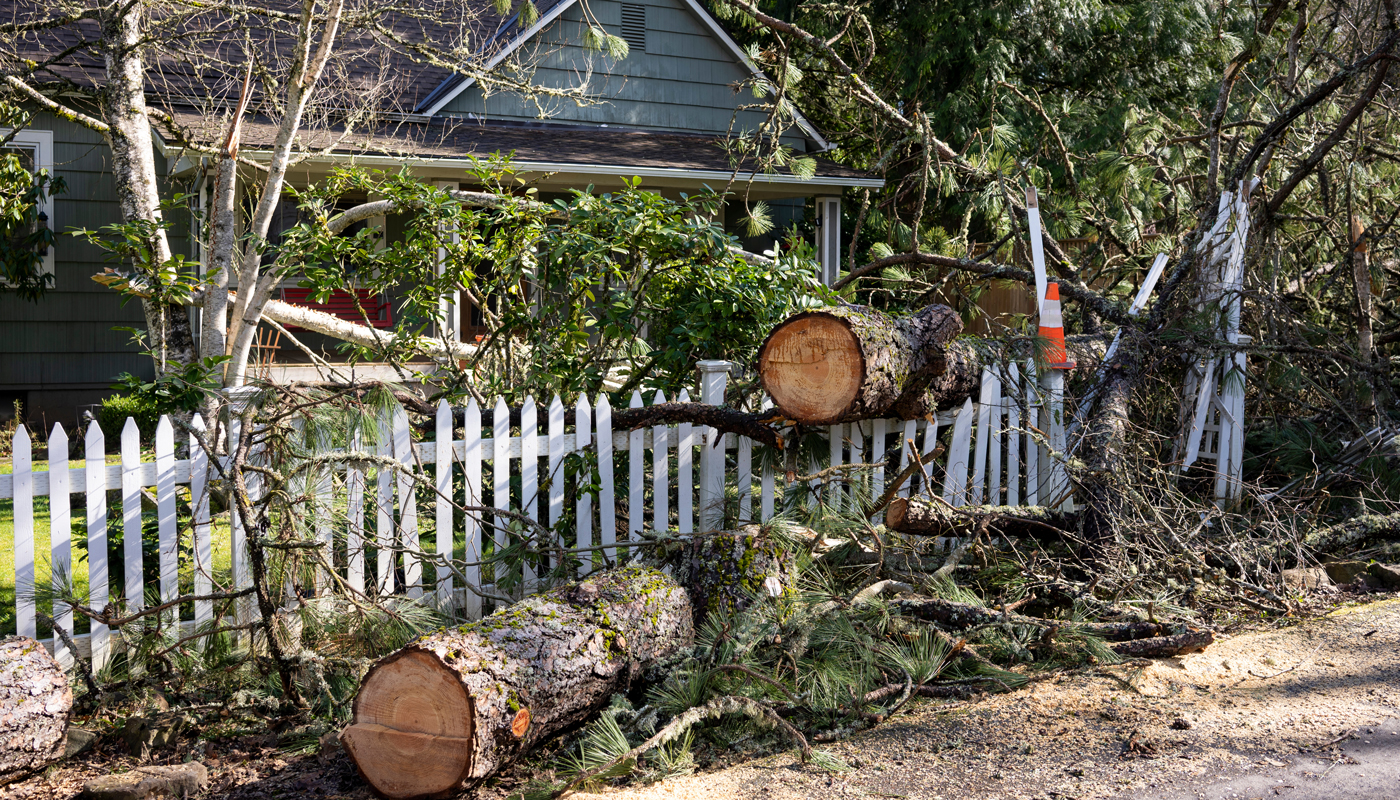 Fallen tree in the front yard of a residential home after storm