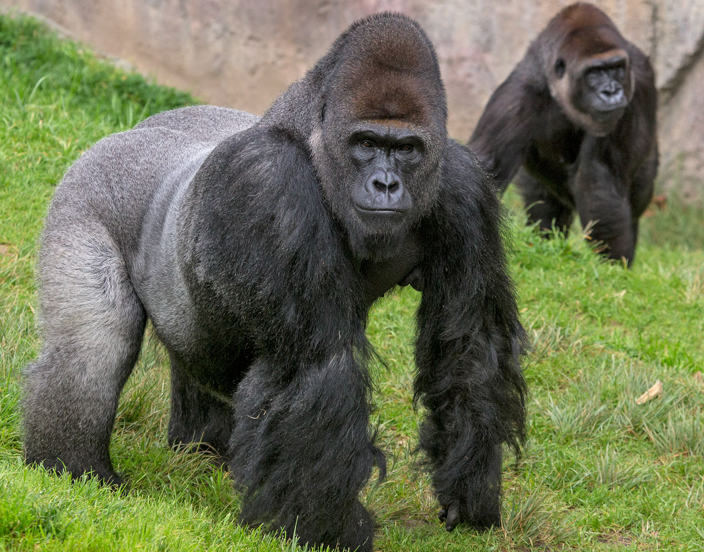 Gorillas at the San Diego Zoo