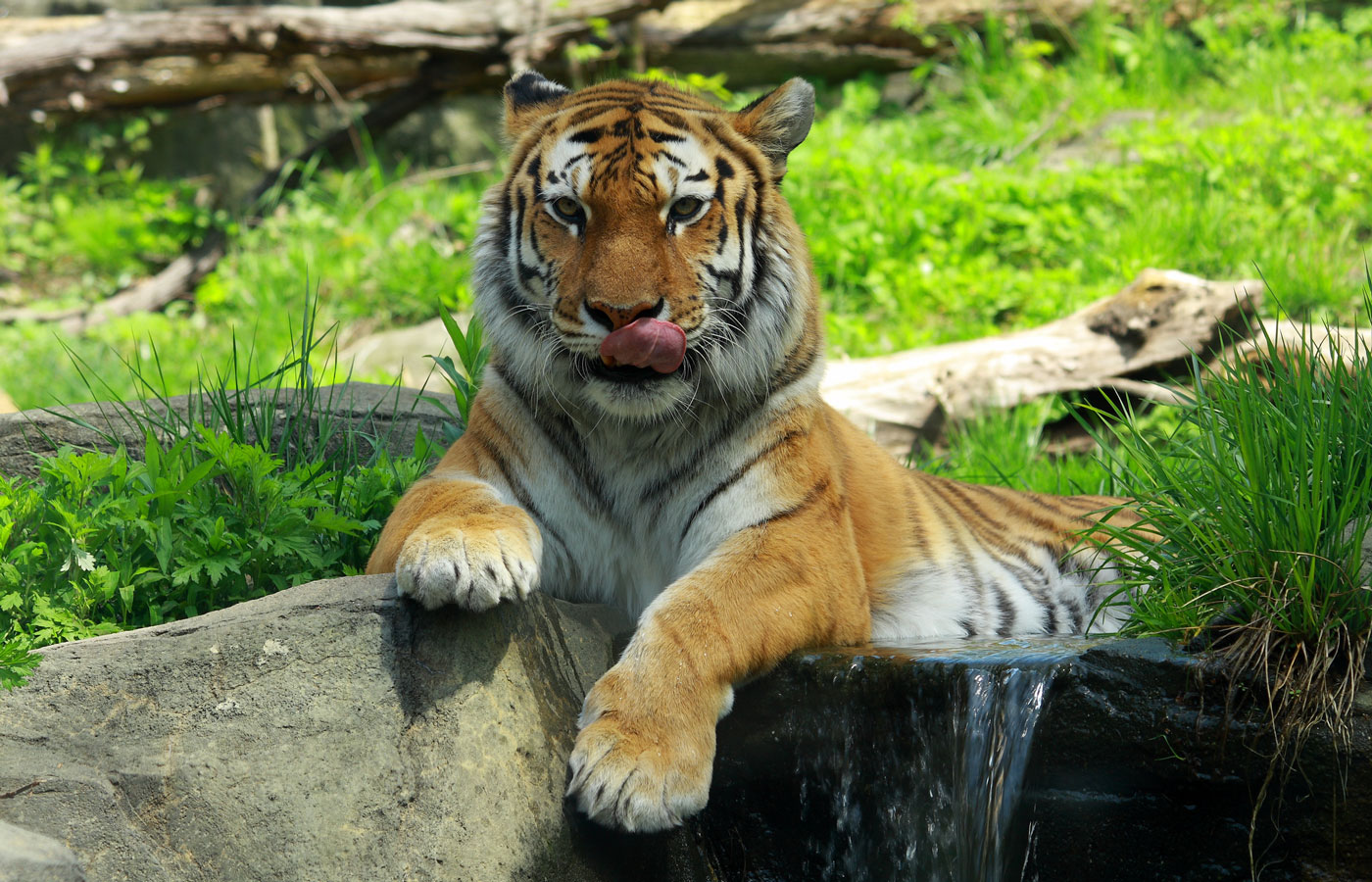 Tiger inside a zoo enclosure