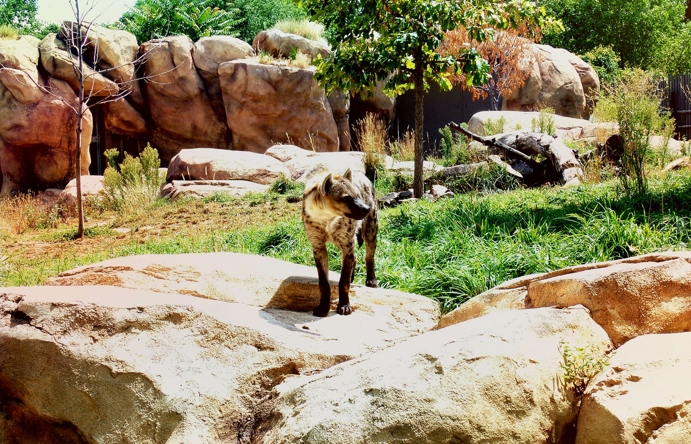 hyena inside a zoo enclosure