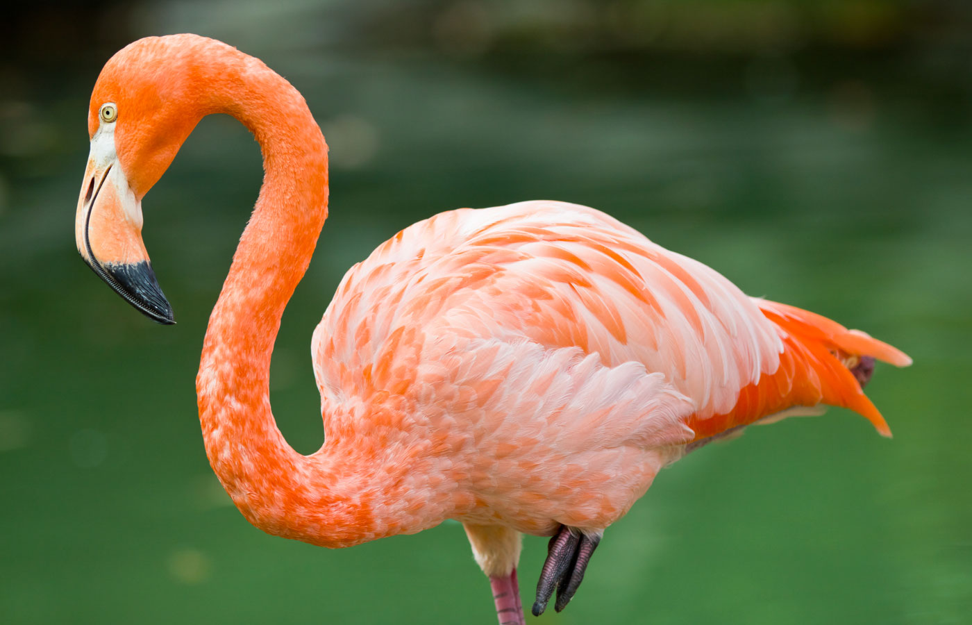 flamingo