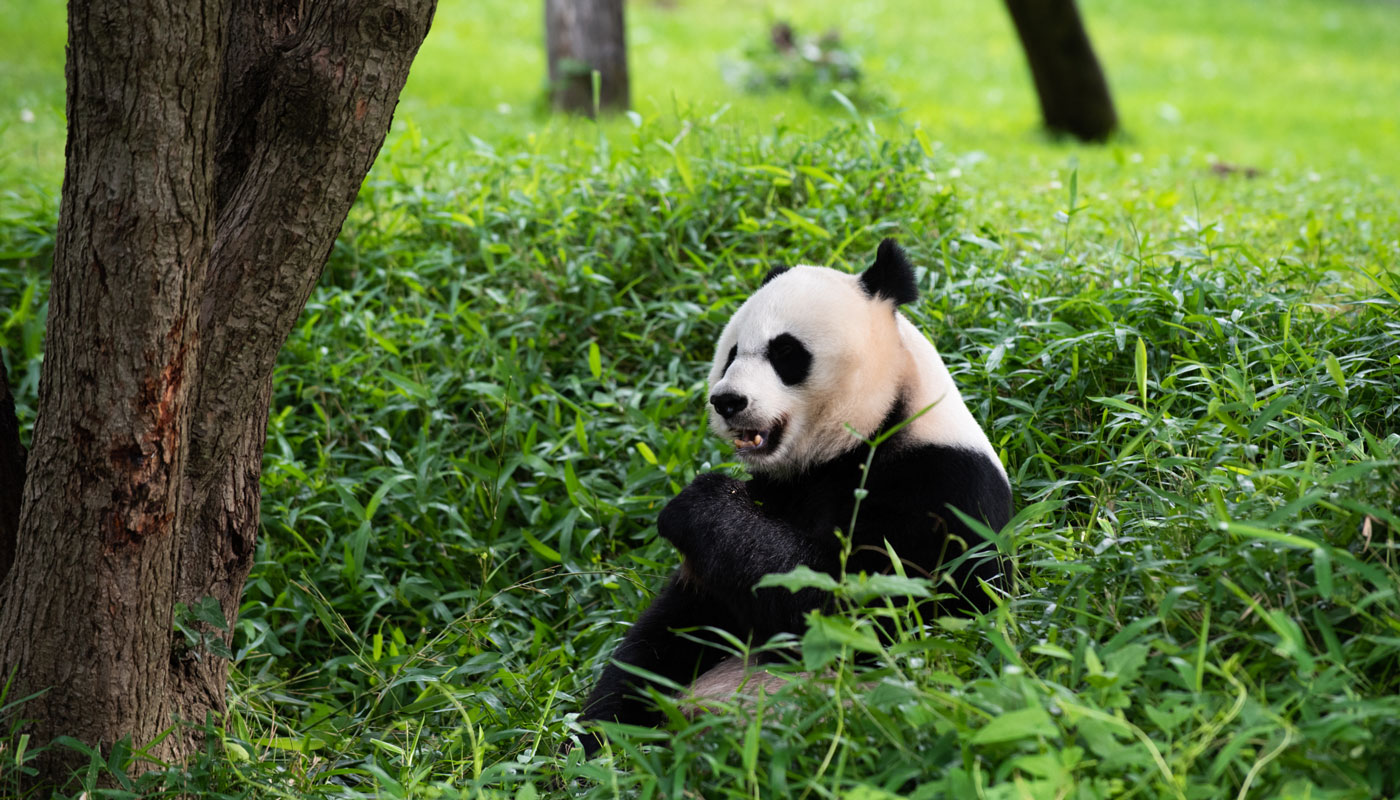 Panda bear inside zoo enclosure