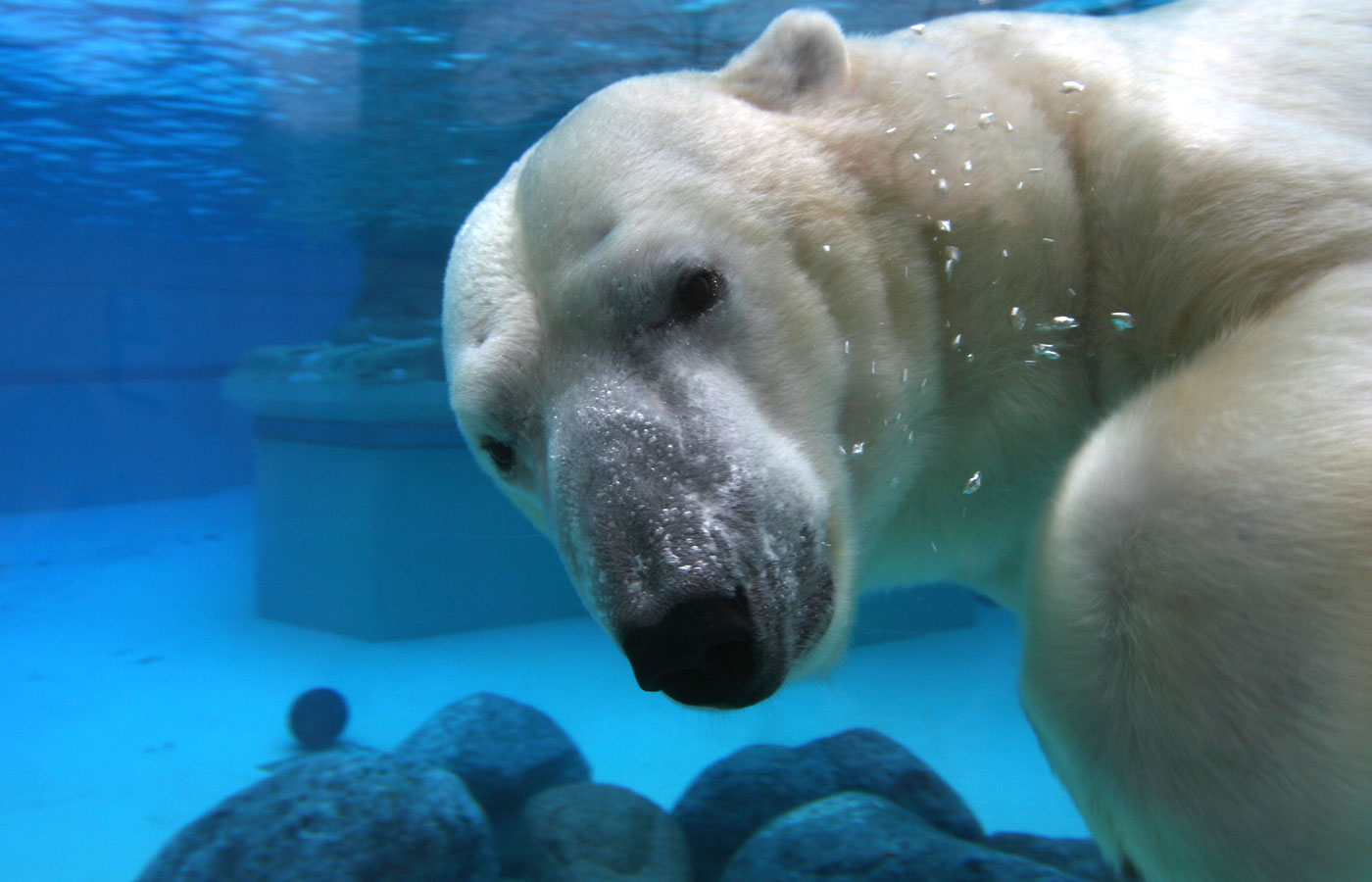 Polar bear swimming under water in enclosure at a zoo or aquarium