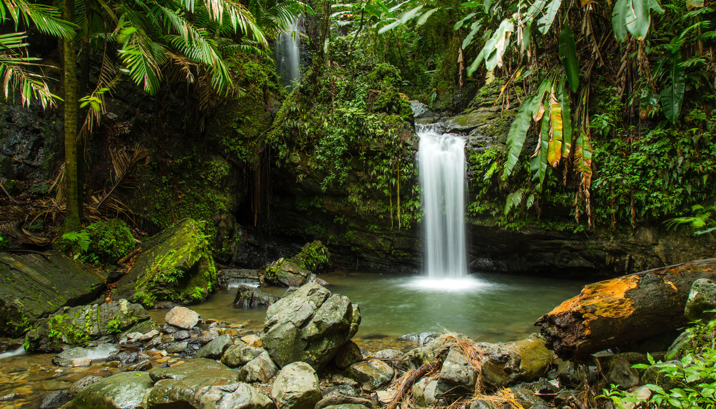 the lush El Yunque National Forest, Puerto Rico 