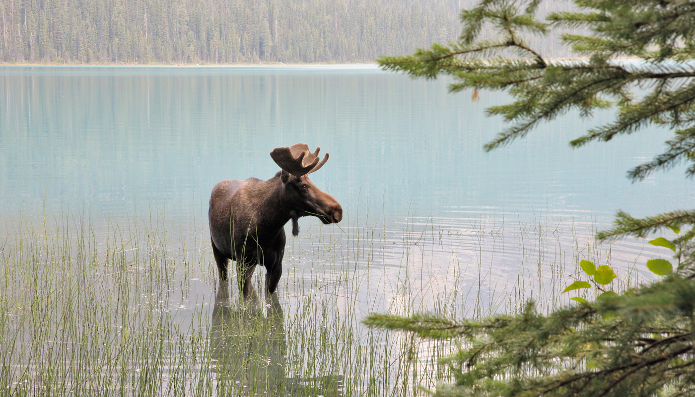 Moose on Isle Royale National Park