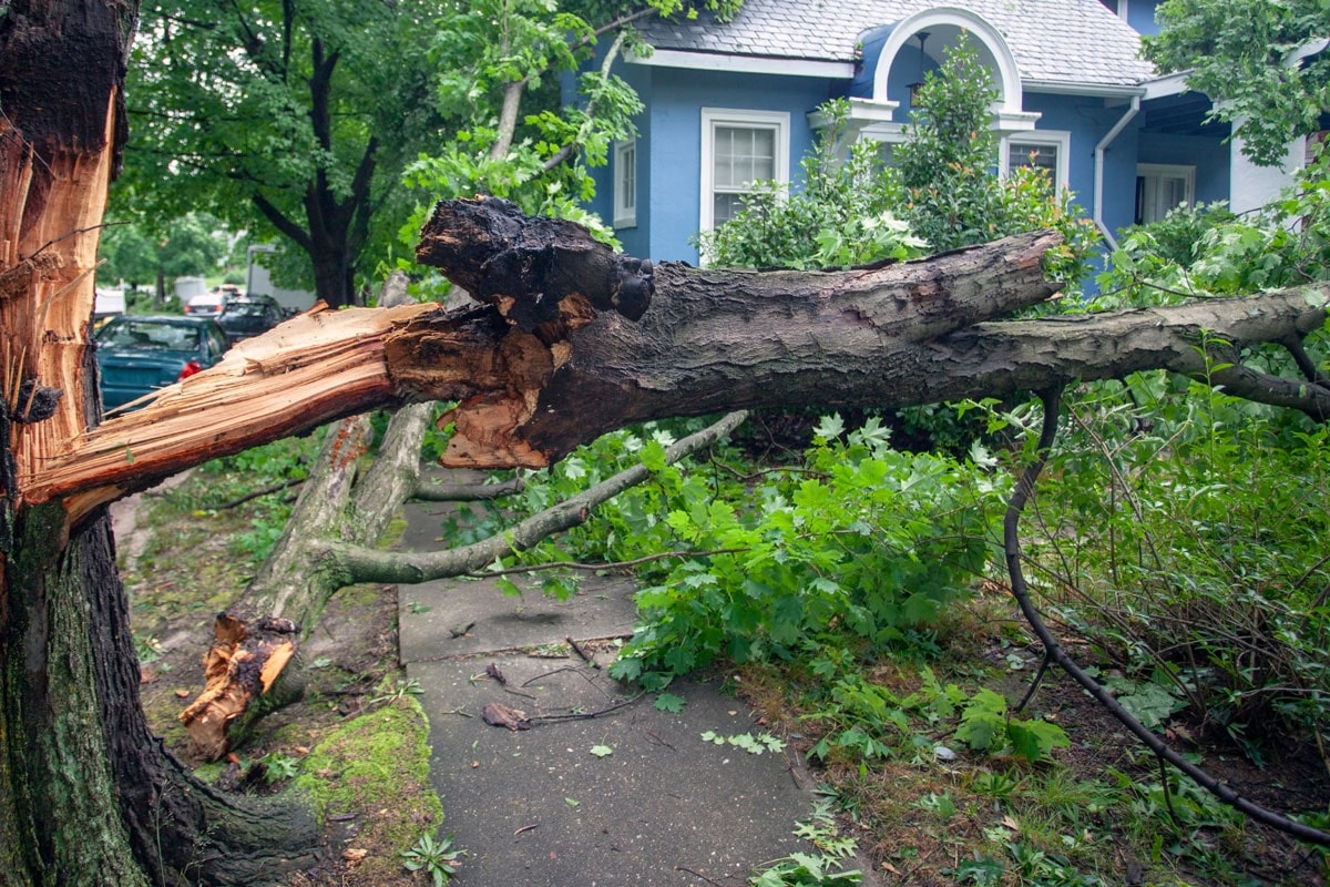 A blue house with a tree that has fallen in the front yard.