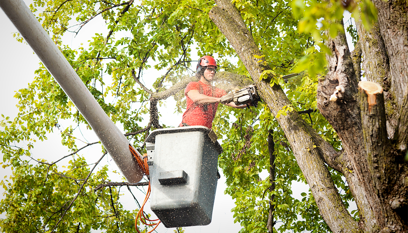 Arborist in a bucket truck cutting branches with a chainsaw