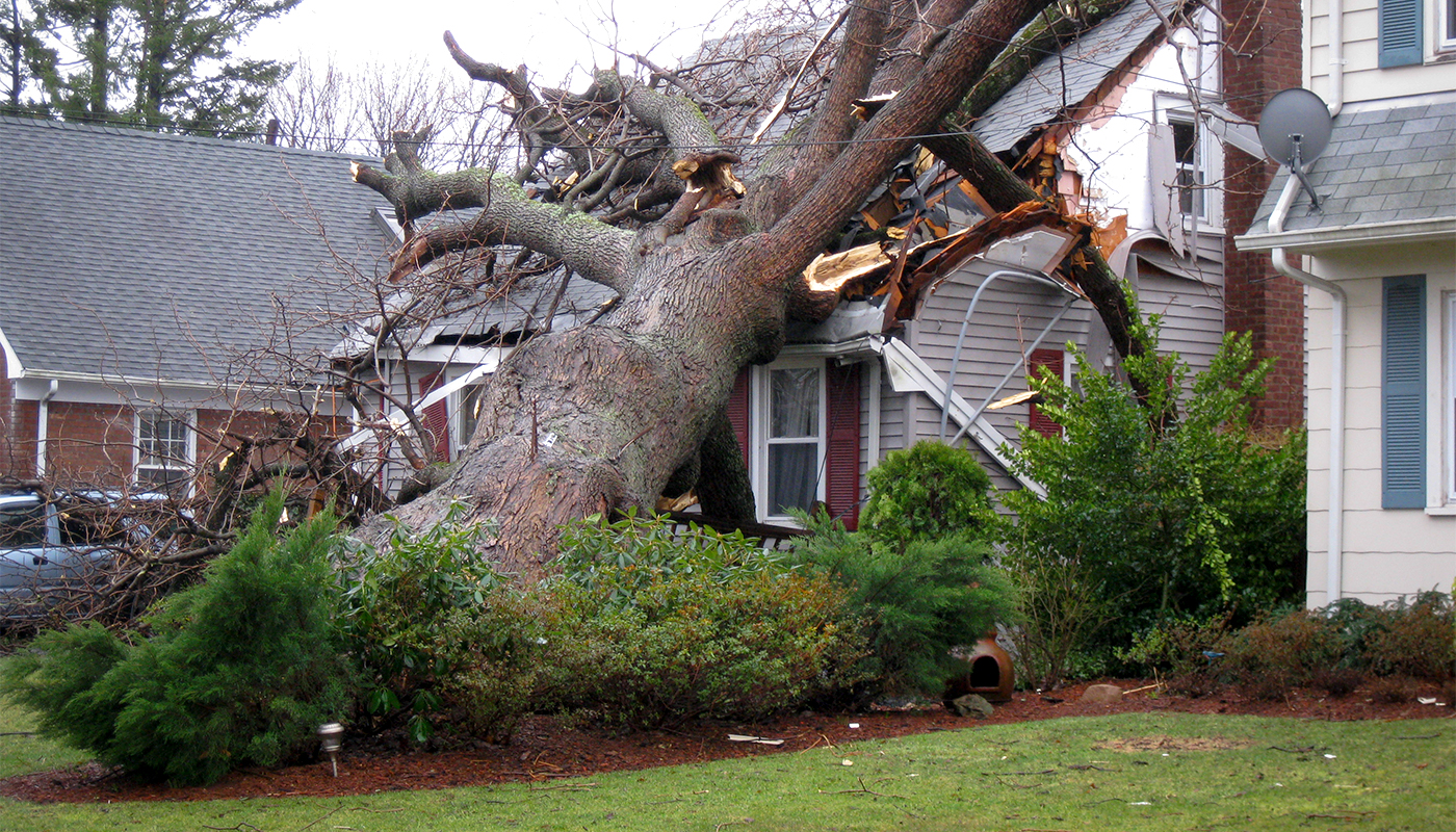Fallen tree lying on top of a damaged house
