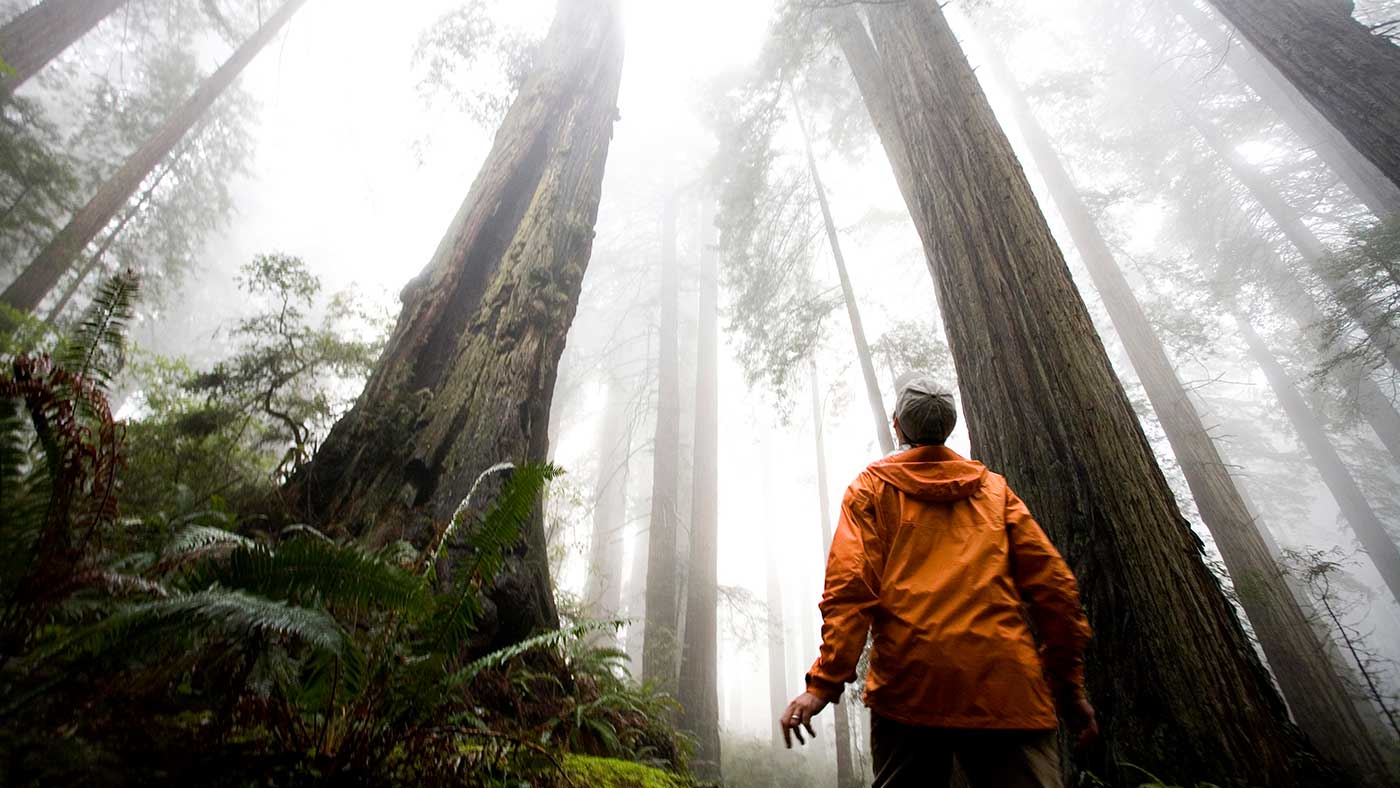 eye-opening-vacation-experiences-redwoods California