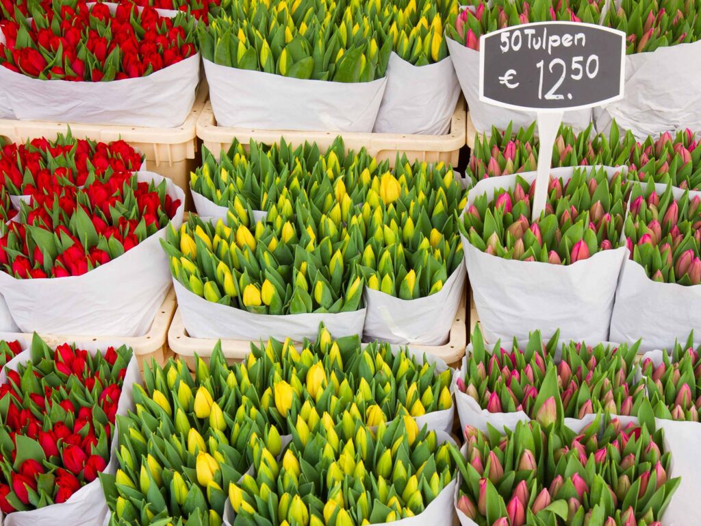 The Netherlands flower garden