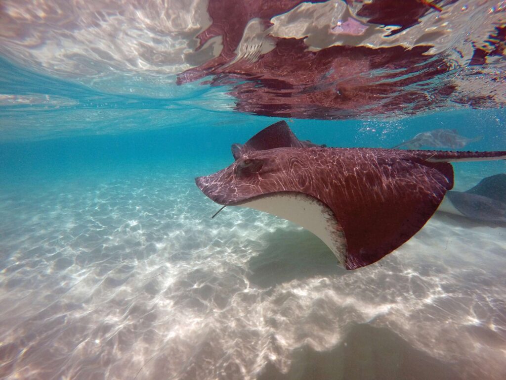 The friendly stingrays in the Grand Cayman waters delight visitors