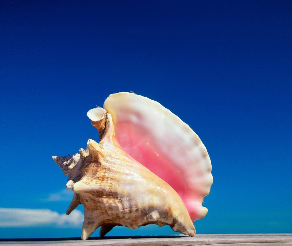 The beautiful conch shell