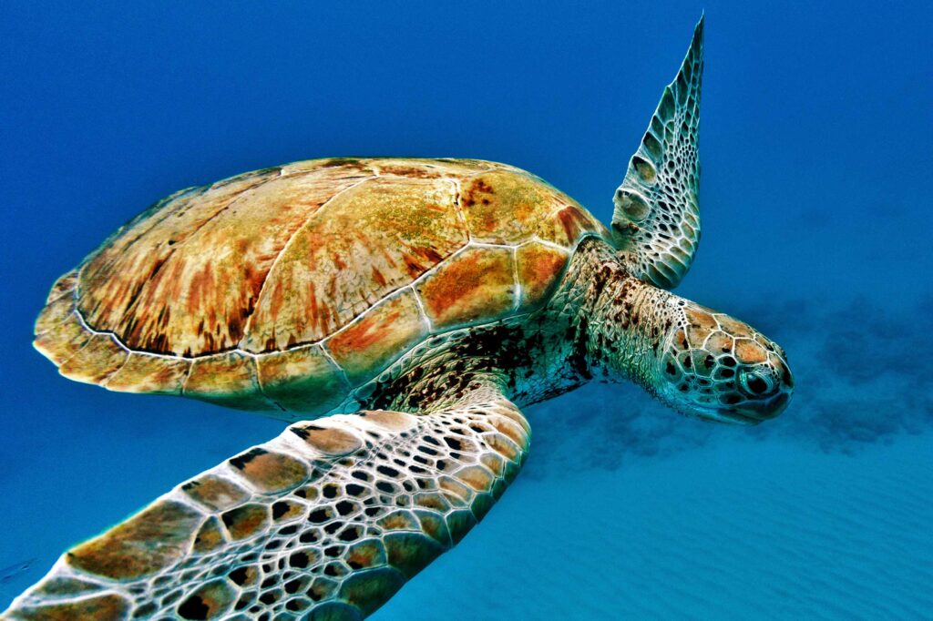 Barbados is home to many sea turtles