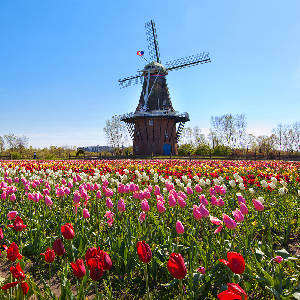An authentic wooden windmill from the Netherlands rises behind a field of tulips in Holland Michigan at Springtime.