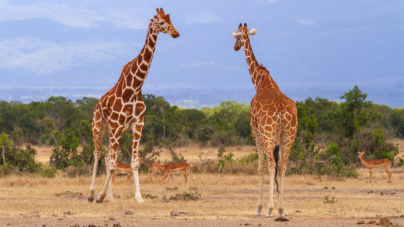 Two reticulated giraffes, Giraffa camelopardalis reticulata, male and female meet. Ol Pejeta Conservancy, Kenya. Dry African savannah