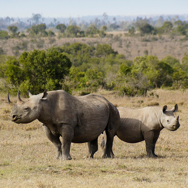 JW5WEY Black rhinoceros and calf, Ol Pejeta Conservancy, Kenya