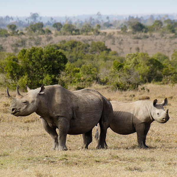 Black rhinoceros and calf, Ol Pejeta Conservancy, Kenya