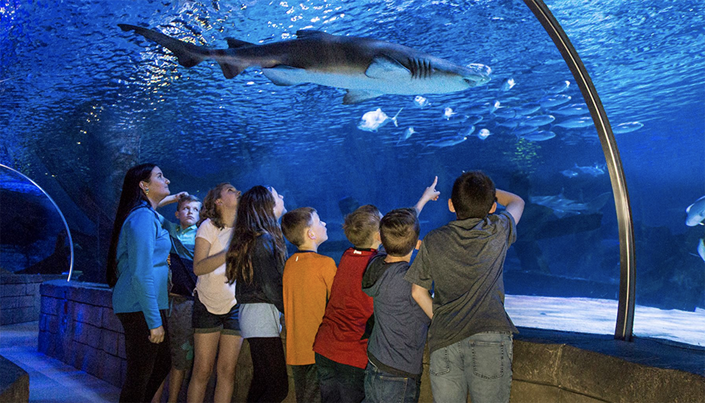 Children viewing a shark at SEA LIFE at Mall of America 