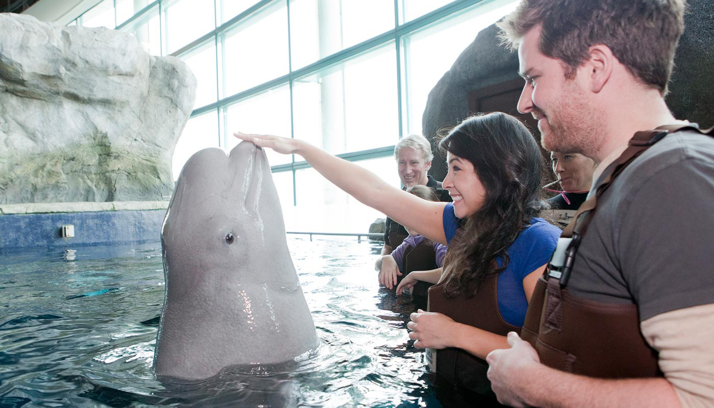 Woman pets a beluga whale with onlookers