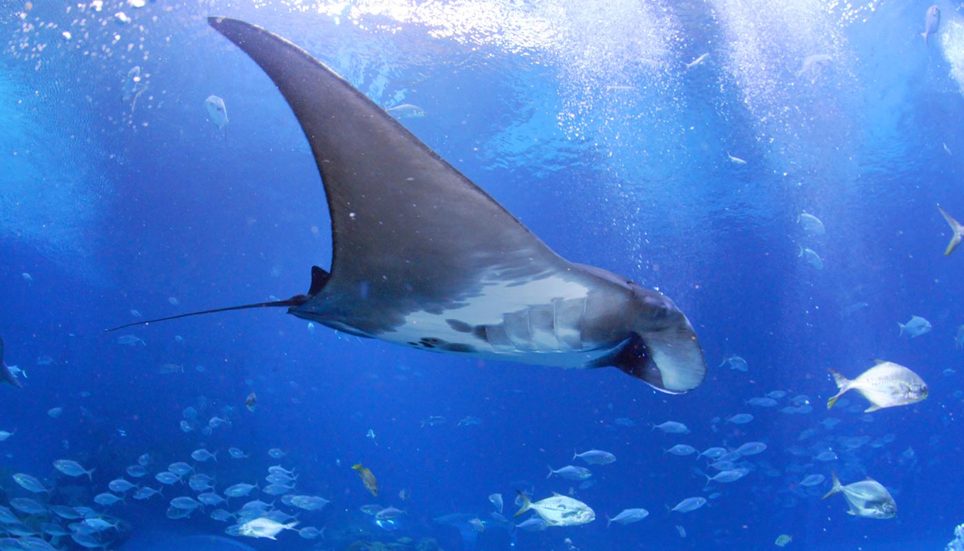 Manta ray swimming with fish at Georgia Aquarium