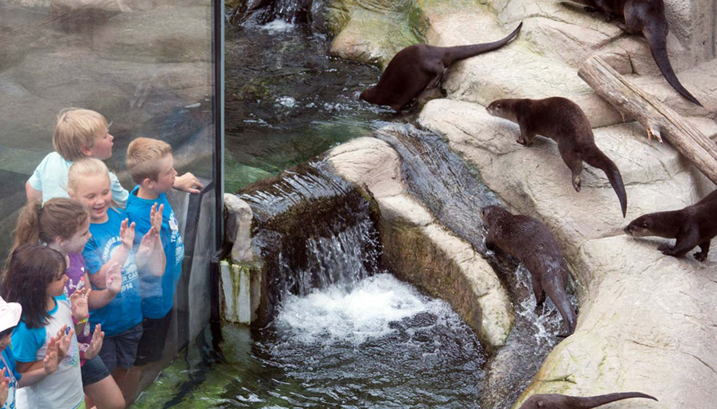 Children looking at otters in enclosure at Tennessee Aquarium