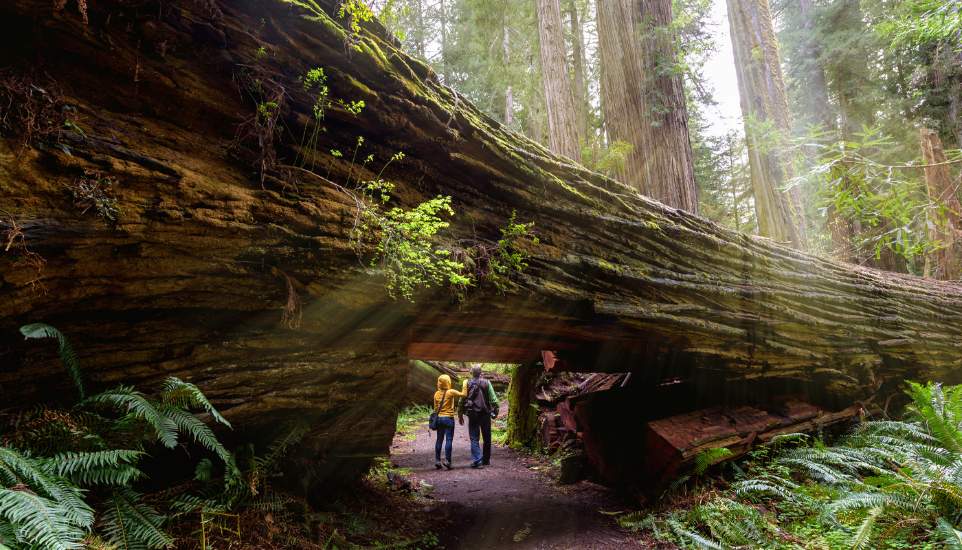Tourists hiking in Redwood National Park, California under fallen redwood