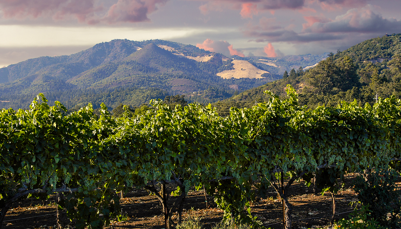 Napa Valley vineyard at sunrise with mountain range in background