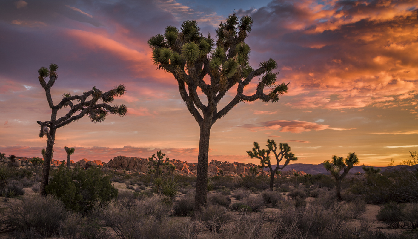 Joshua Tree desert at Sunset