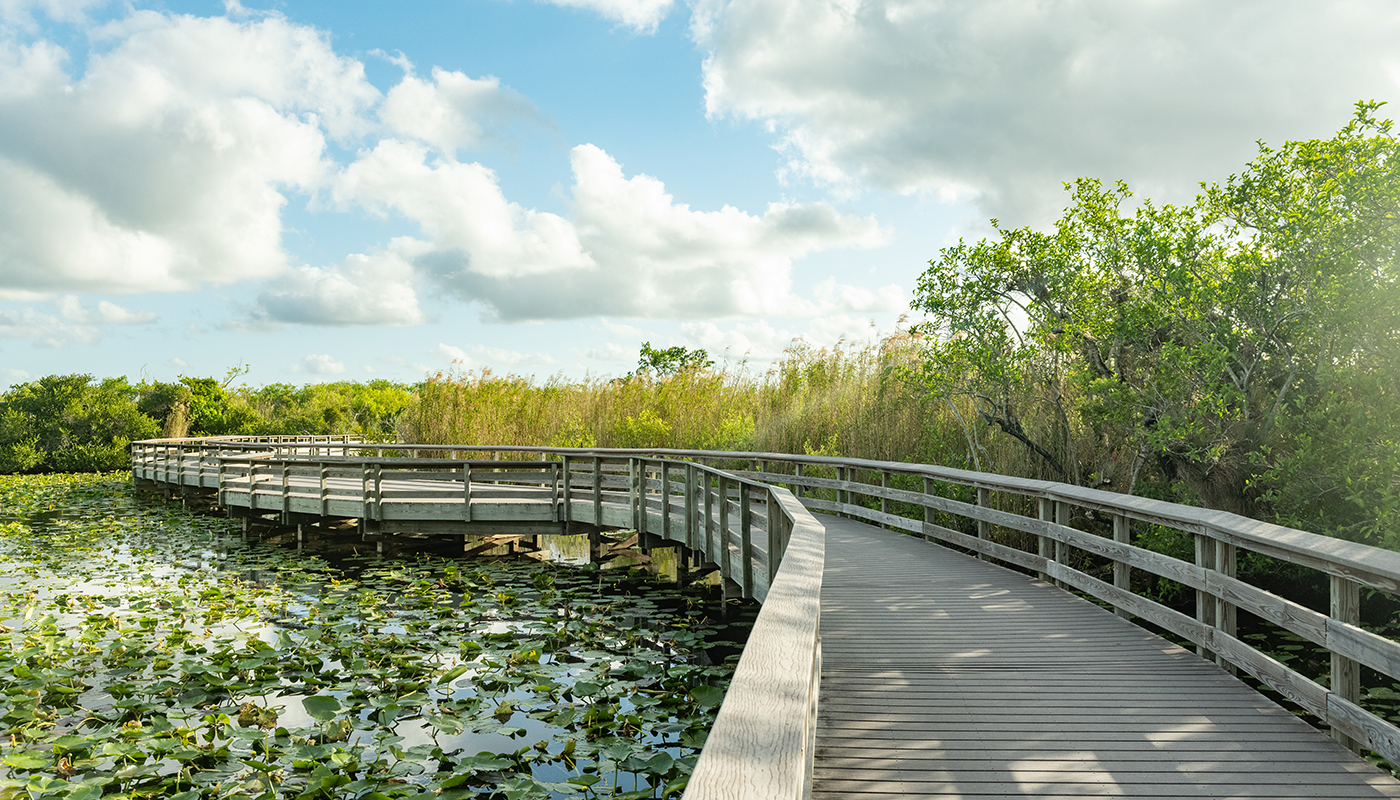 A wooden boardwalk curves over the scenic nature in Everglades National Park on a spring day in Florida, USA.