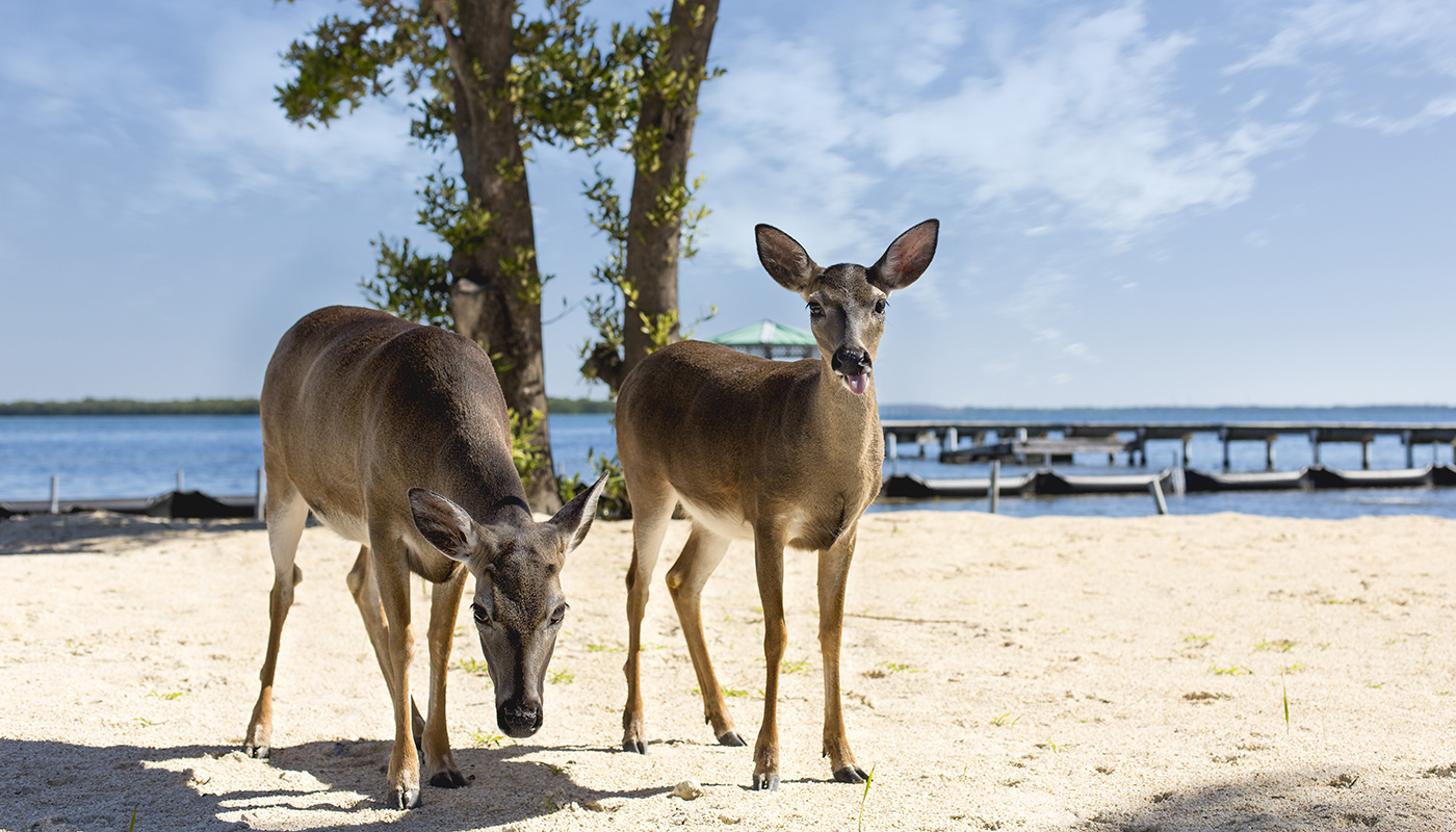 Deer standing on beach