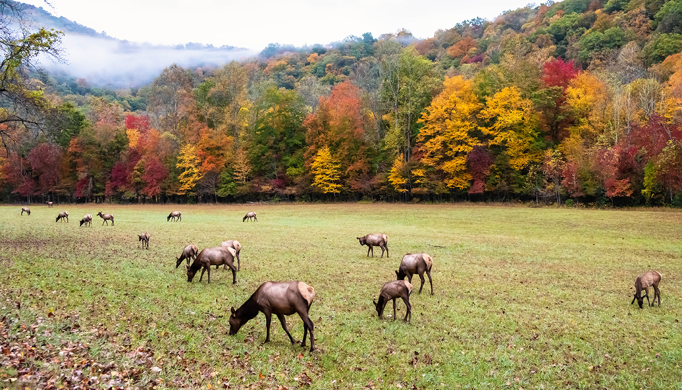 Deer graze in a meadow in front of tree-lined rolling hills.