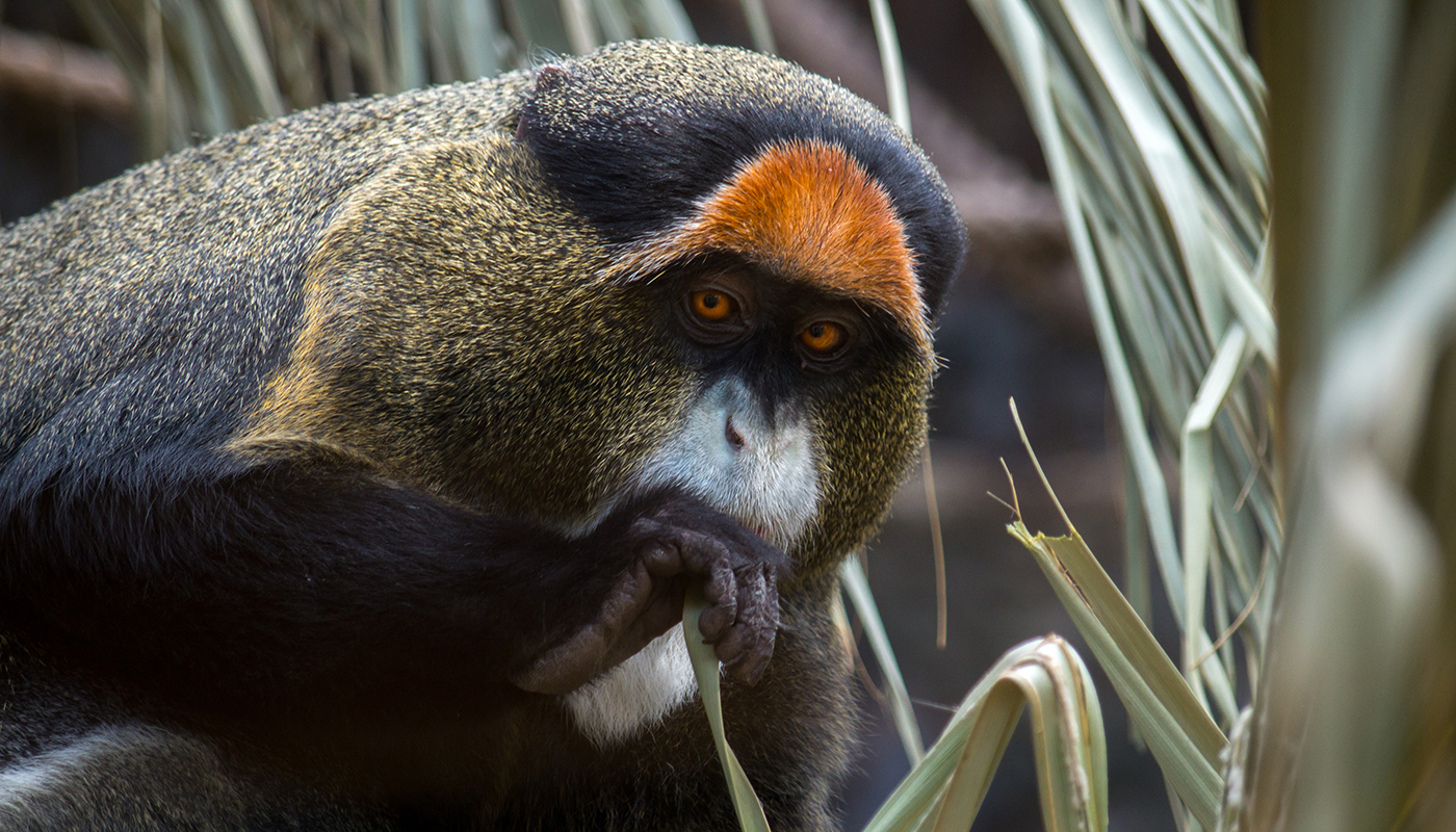 The De Brazza's monkey (Cercopithecus neglectus) is an Old World monkey endemic to the wetlands of central Africa. It is one of the most widespread African primates that live in forests.
