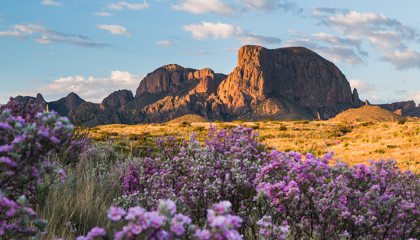 Following rainfall, the desert comes alive with color as sagebrush and ocotillo bloom with the Chisos Mountains in the background.