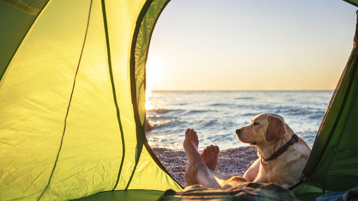 Camping with dog