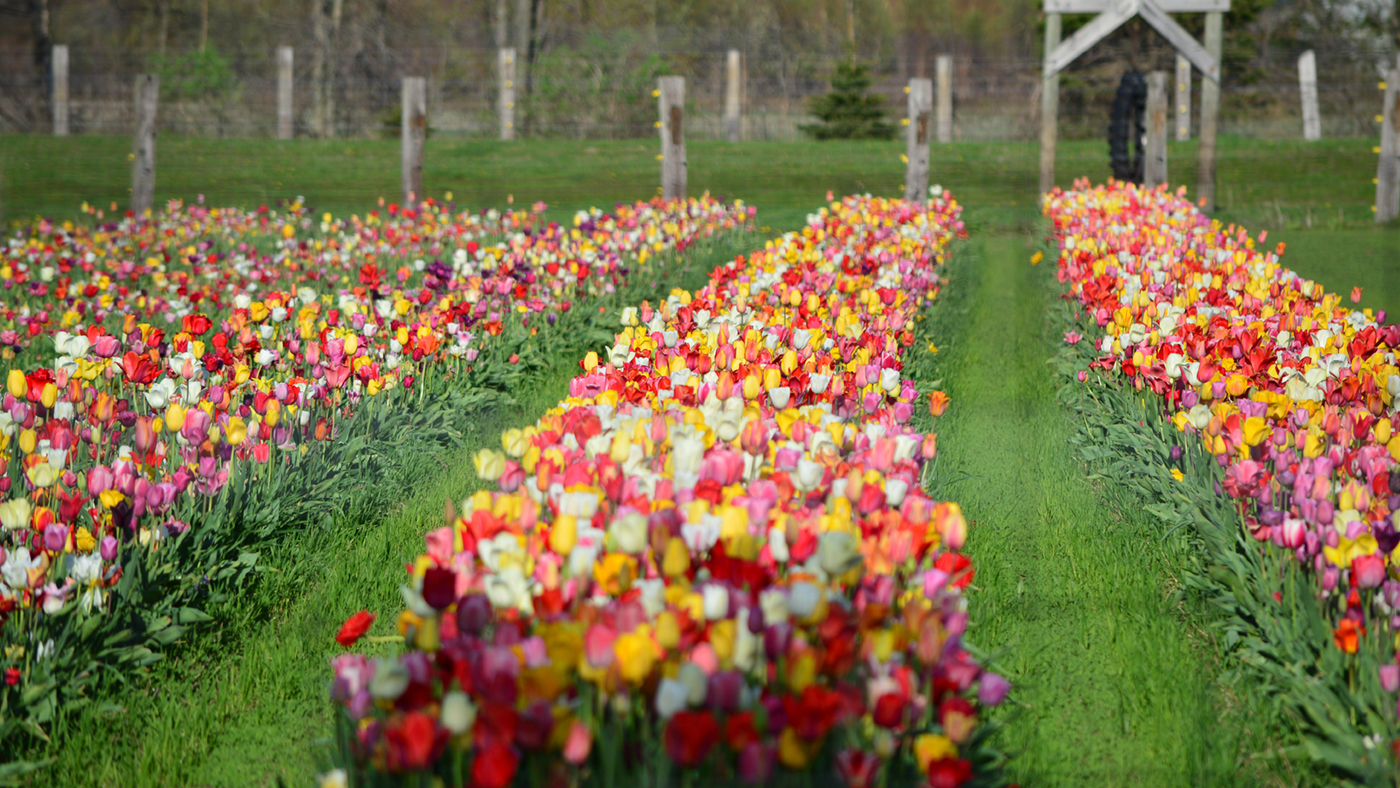 Rows of colorful tulips in full bloom in Holland, Michigan