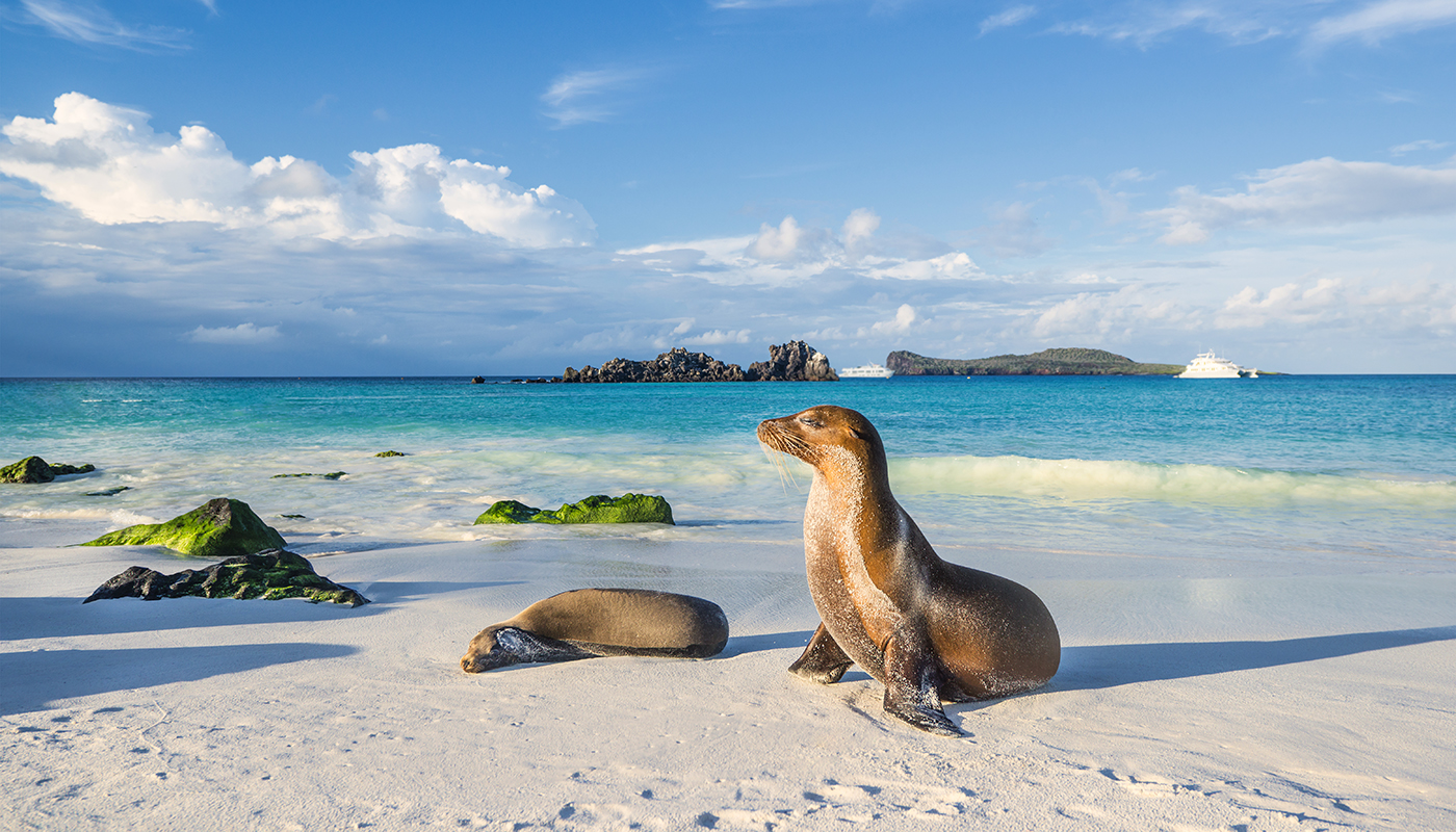 Galapagos sea lions sunbathing on beach