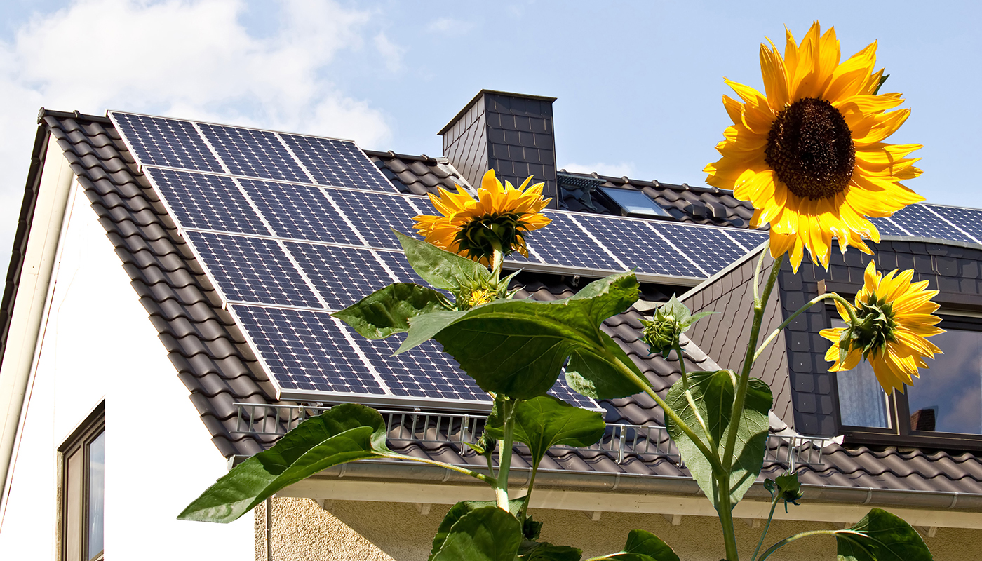 Three sunflowers in front of a home with solar panels on its roof.