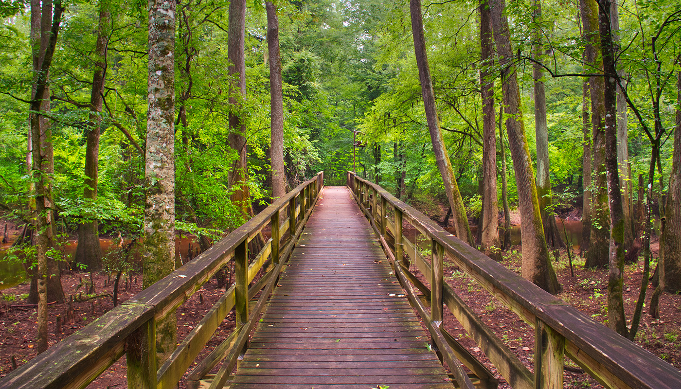 The boardwalk in Congaree National Park passing through the swamp lands, surrounded by trees