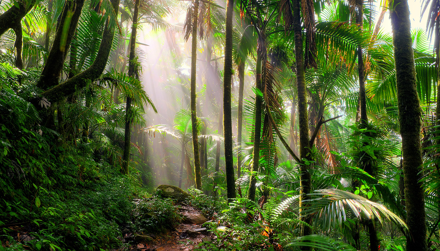 Path illuminated by sunlight above in El Yunque National Forest in Puerto Rico 