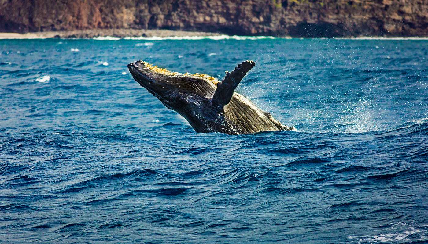 Humpback whale breaches the water at the island of Kauai, Hawaii