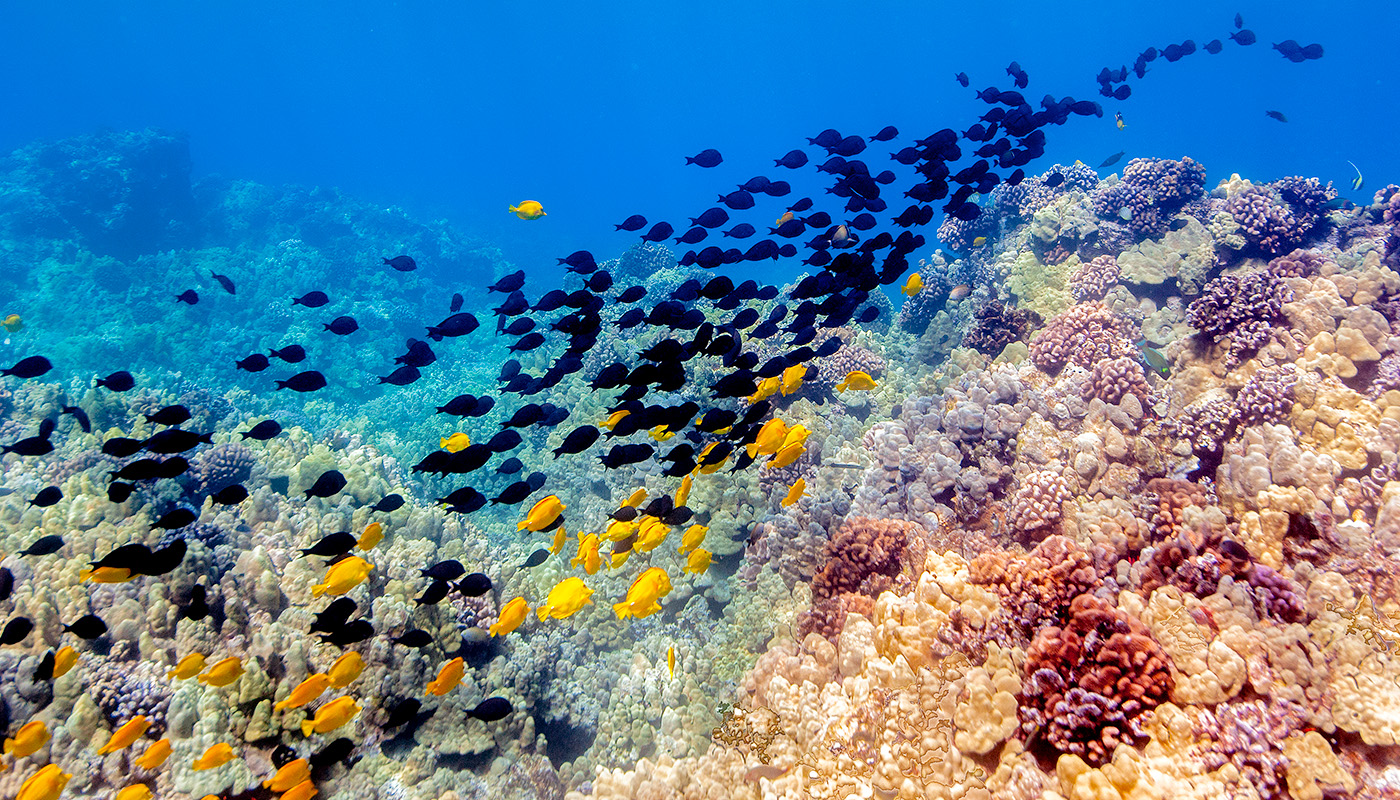 Multi-colored fish swim along the coral in Kona.