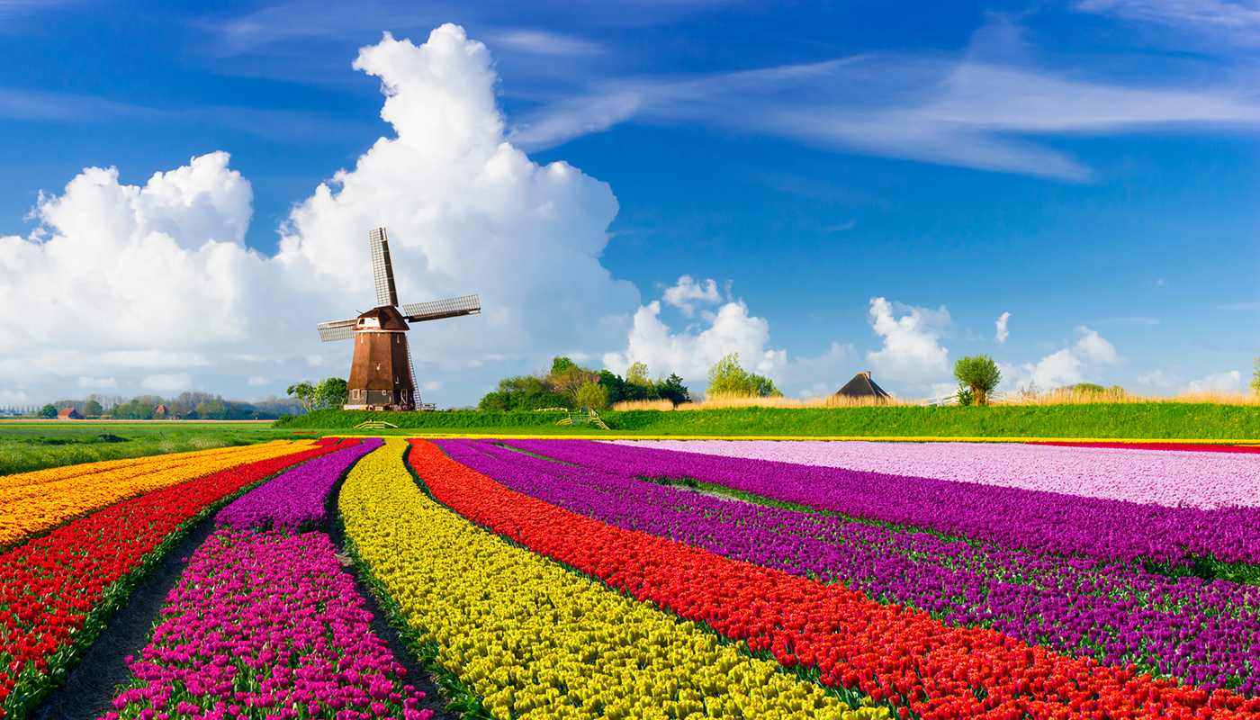 Colorful tulip field in front of a Dutch style windmill under a bright blue sky