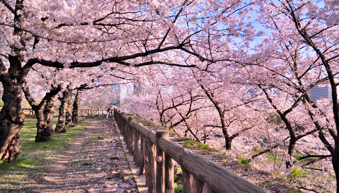 A walkway with a canopy of bright pink blossoms.