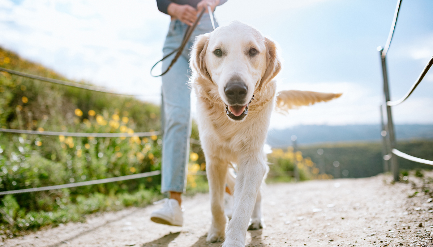 A woman walks her dog down a flower-lined trail on a sunny day