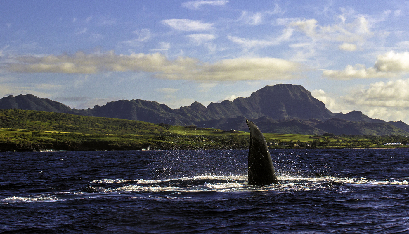 A whale fin sticks out of the ocean water as the animal travels along the coast.