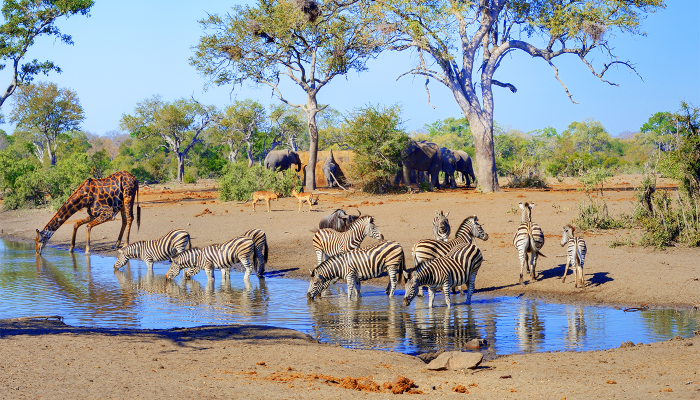 RUSH HOUR . Mixed game quenching their thirst at a drying waterhole during a drought in Kruger National Park, South Africa